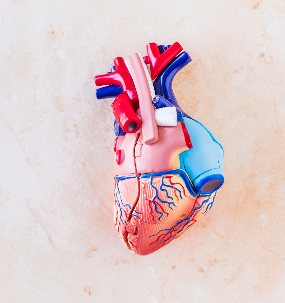 Conozca y cuide a su corazón