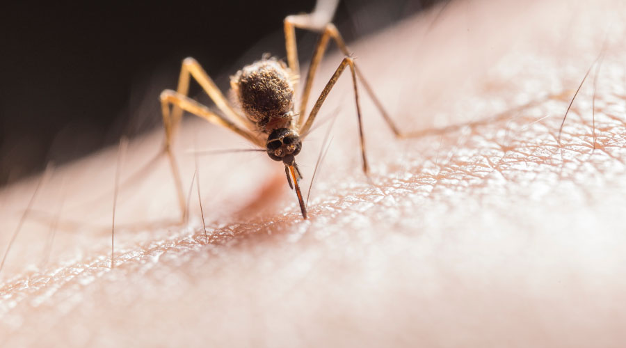 ¿Es posible evitar la muerte por dengue?